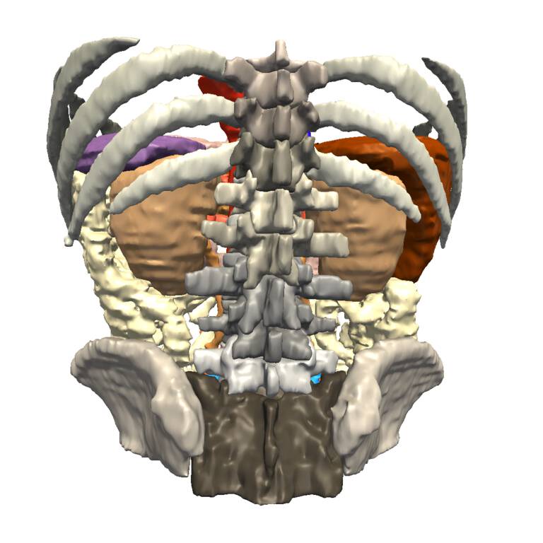 SPL Abdominal Atlas