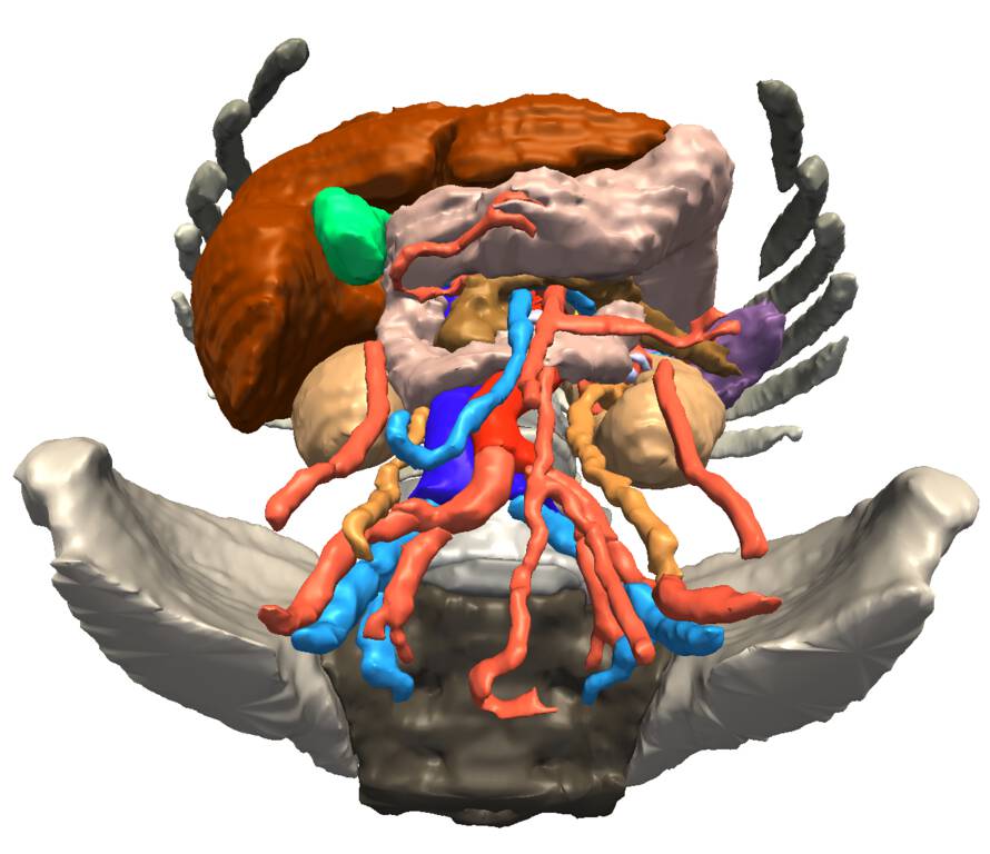 SPL Abdominal Atlas