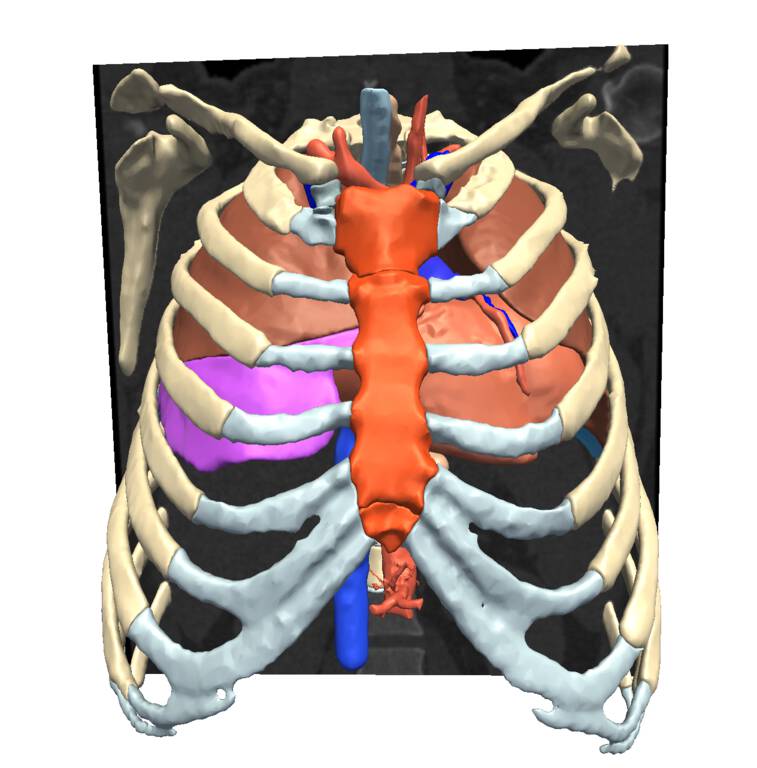 Mauritanian Anatomy Laboratory Thoracic Atlas