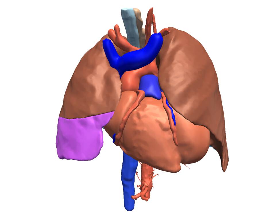 Mauritanian Anatomy Laboratory Thoracic Atlas