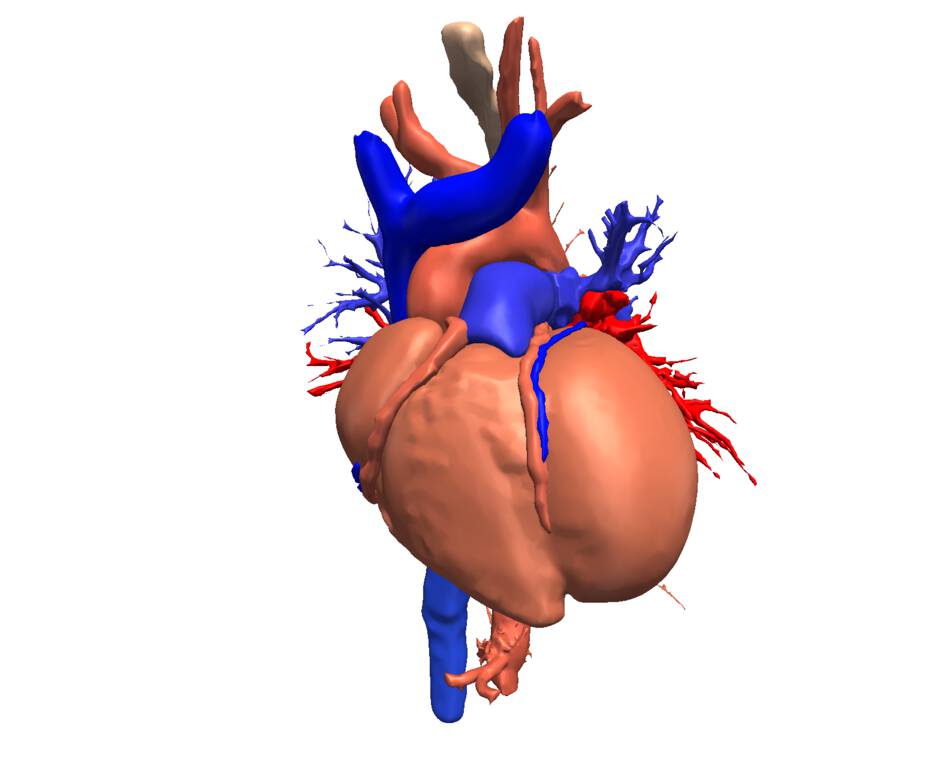 Mauritanian Anatomy Laboratory Thoracic Atlas