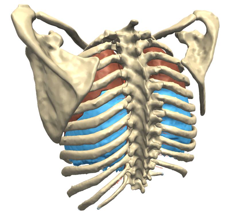 Mauritanian Anatomy Laboratory Thoracic Atlas