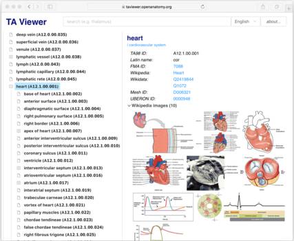 TAViewer heart entry